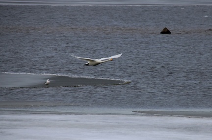 Ekenäs 110418 (5)