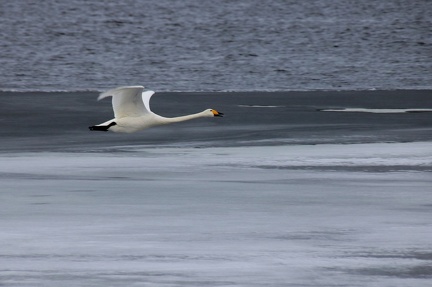 Ekenäs 110418 (6)