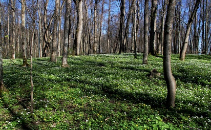 Ekenäs 070518 (22)