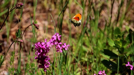 Latokartanonkoski 060622 (23)