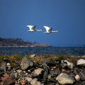 Hangö 040523 (11)