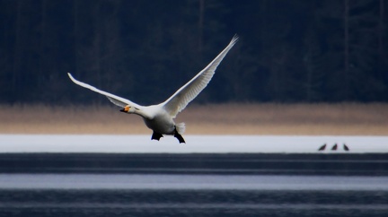 Ekenäs 190324 (15)