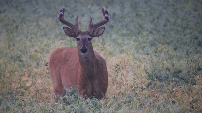 Snappertuna_250724 (1).JPG