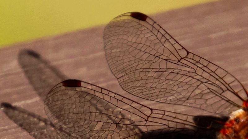 HEM-1_110824 (2).JPG