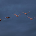 Ekenäs 070325 (2)