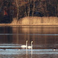 Raseborg 230325 (17)