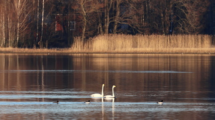 Raseborg 230325 (17)