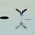 Raseborg 230325 (14)
