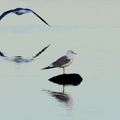 Raseborg 230325 (15)