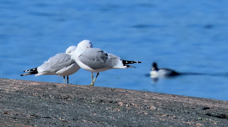 Kopparnäs_080425 (12).JPG