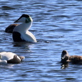 Kopparnäs 080425 (13)