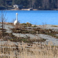Kopparnäs 080425 (3)