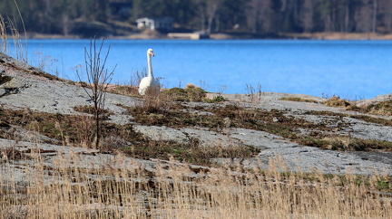 Kopparnäs 080425 (3)