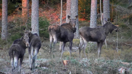 Prästkulla 100525 (2)