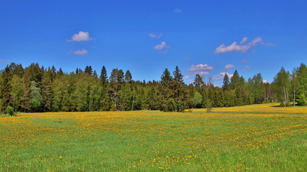 Raseborg 250525 (3)