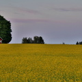 Prästkulla 090725 (2)