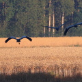 Langansböle 030825 (1)