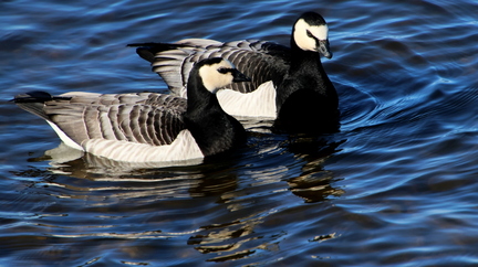 Ekenäs 090426 (2)