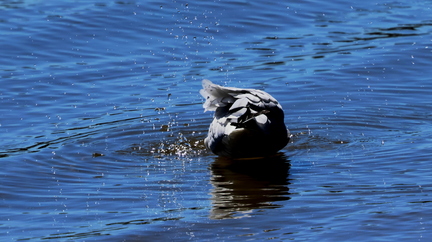 Ekenäs 080526 (11)