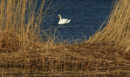 Raseborg 280316 (7)