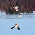 Ekenäs 150425 (4)